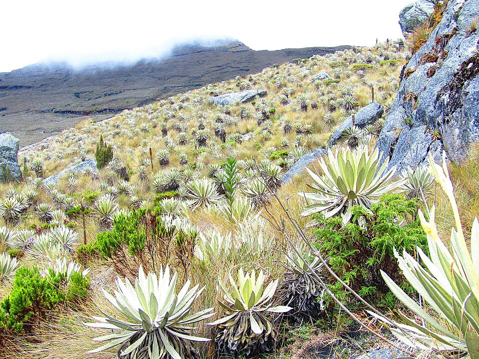 Páramo colombiano entre nubes