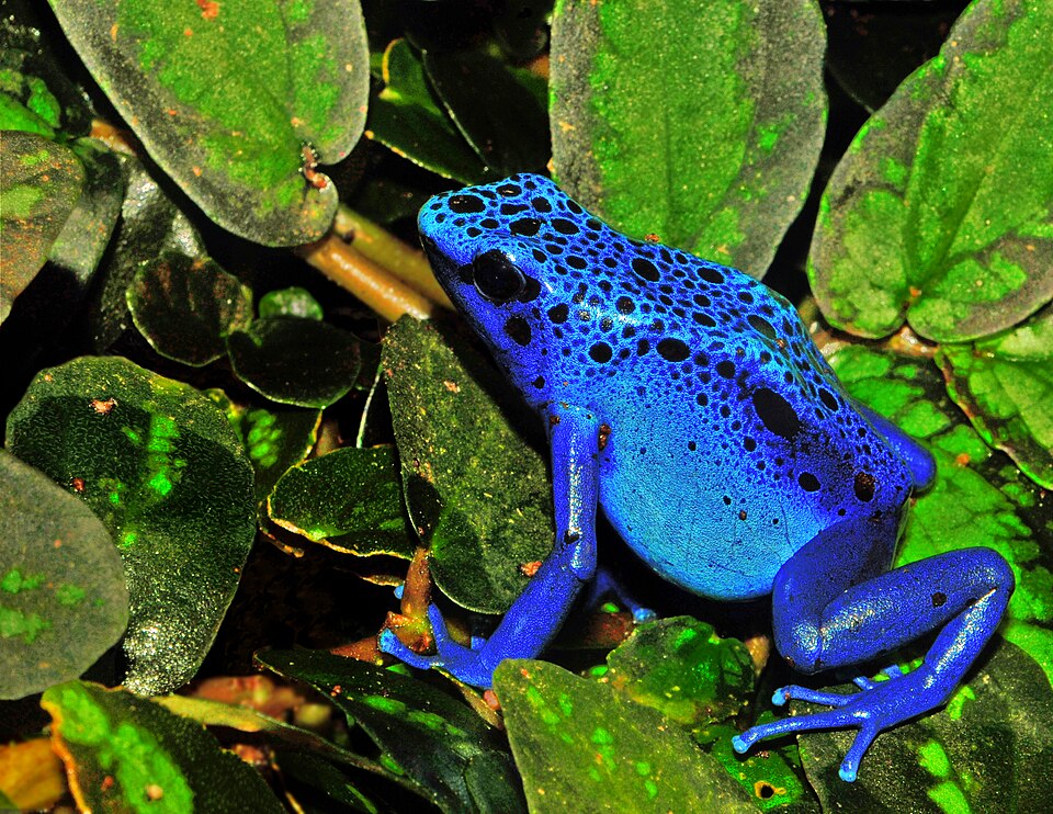 Rana de colores vivos