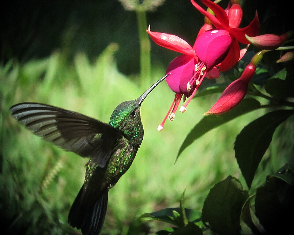 Colibrí en pleno vuelo
