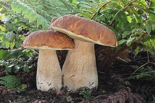 Figura 7: Austroboletus amazonicus, especie focal del caso Tikuna