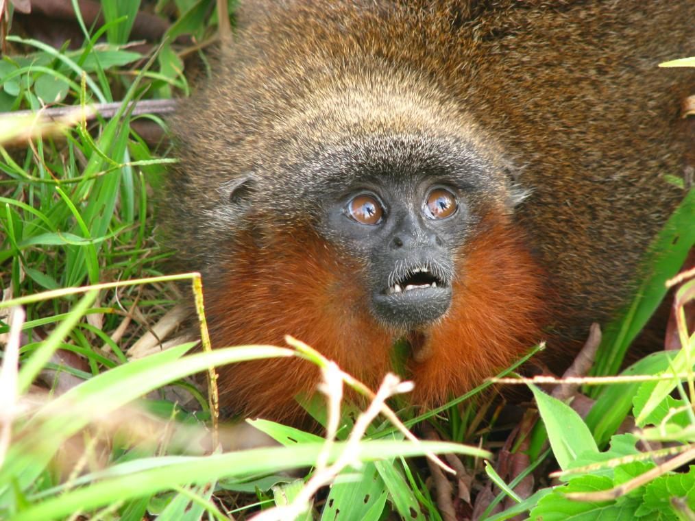 Figura 8: caso de conservación de Plecturocebus caquetensis