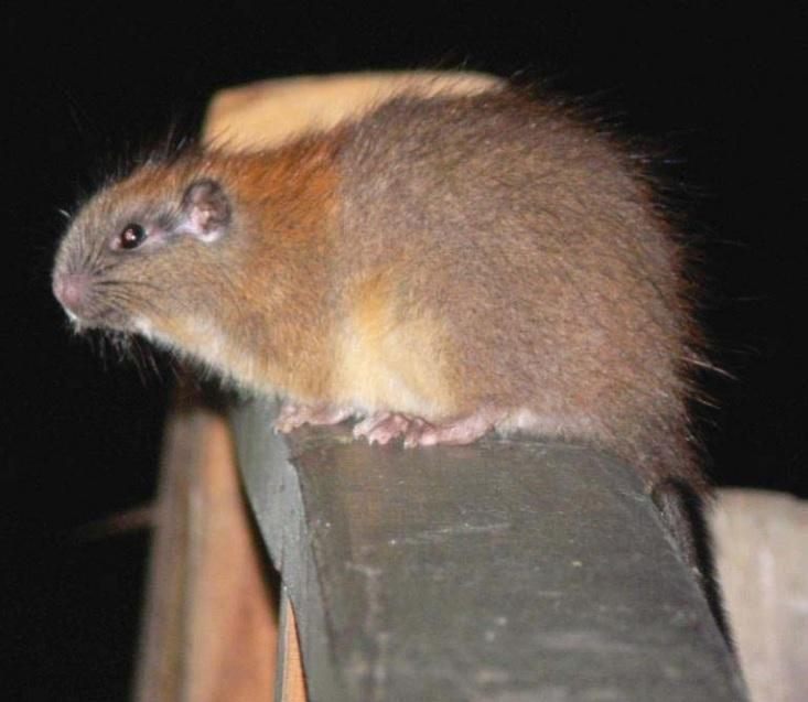Figura 11: Santamartamys rufodorsalis, especie focal del caso de conectividad