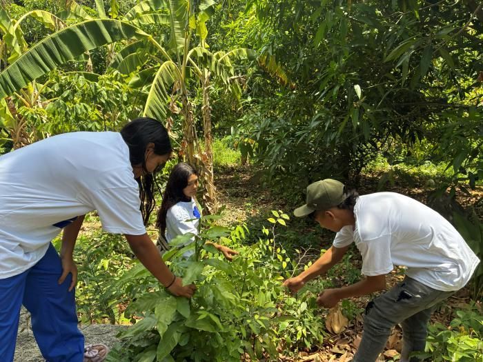 Guía rápida de campo en uso