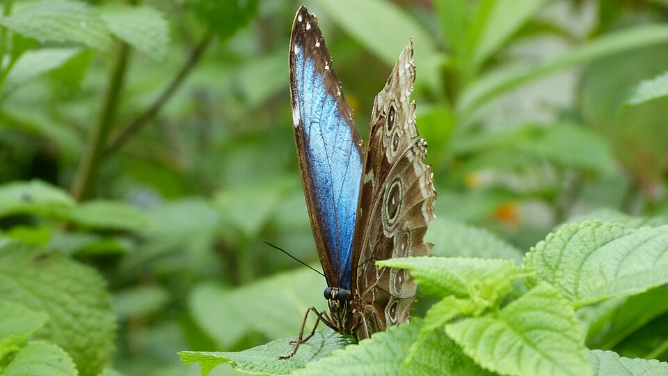 Mariposa morpho azul